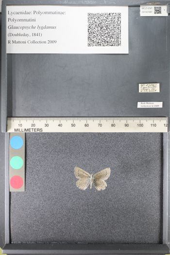 Media type: image;   Entomology 147087